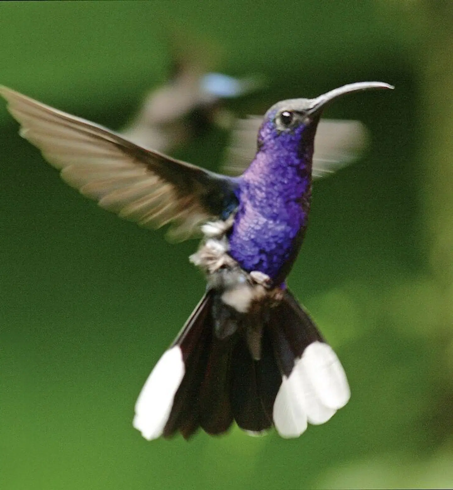Best of Costa Rica Tiere