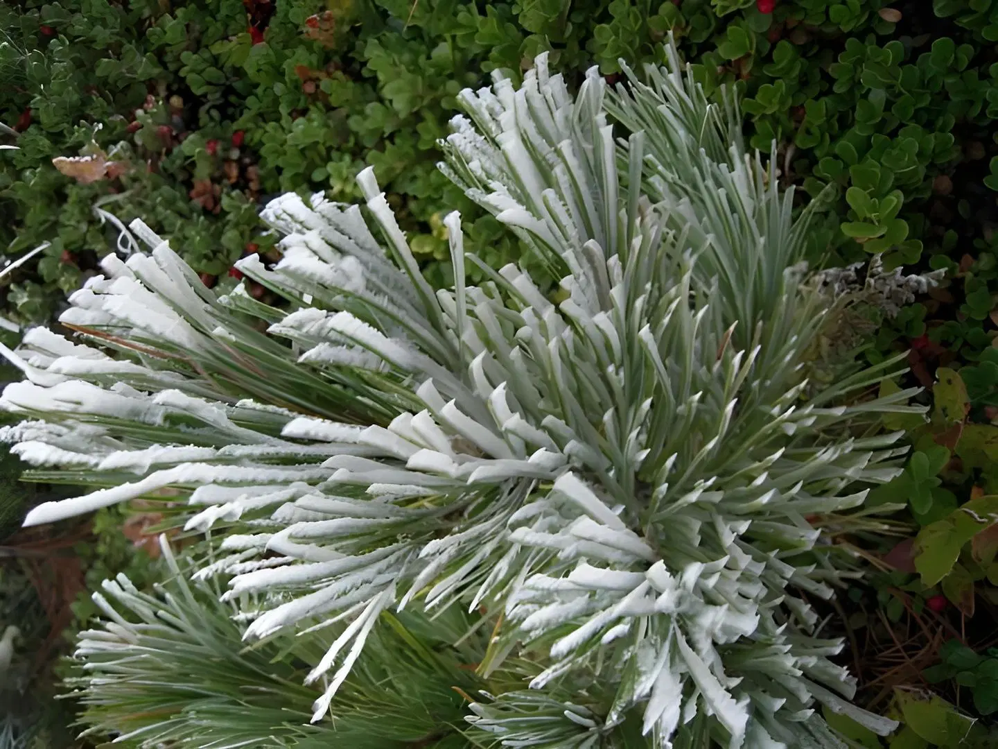 Valisera LANDSCAPE