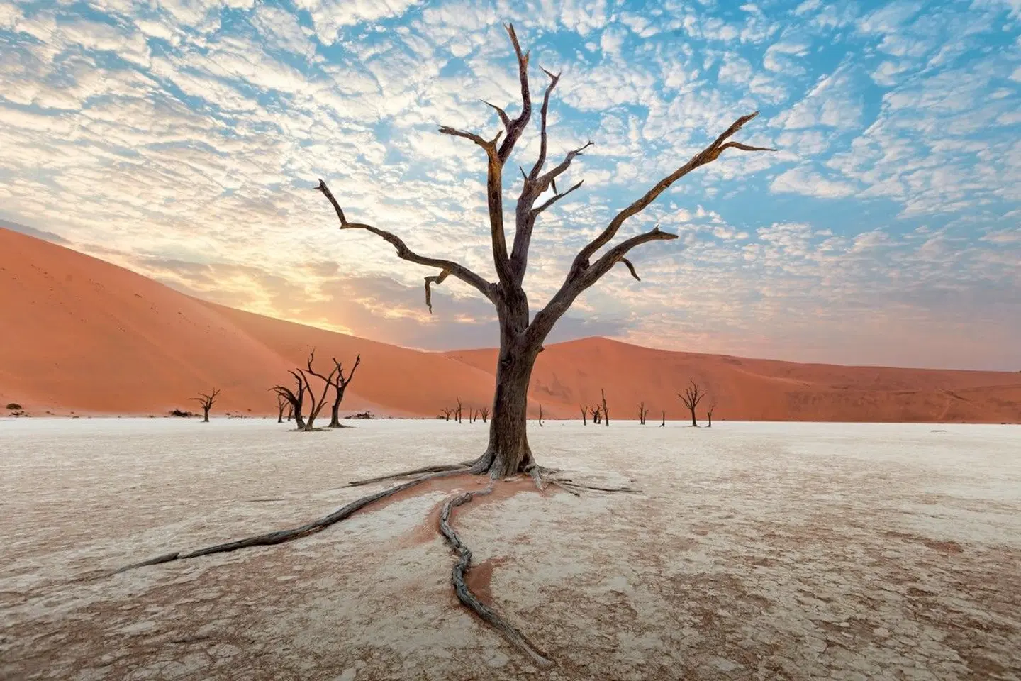 Namibia für Einsteiger Tiere