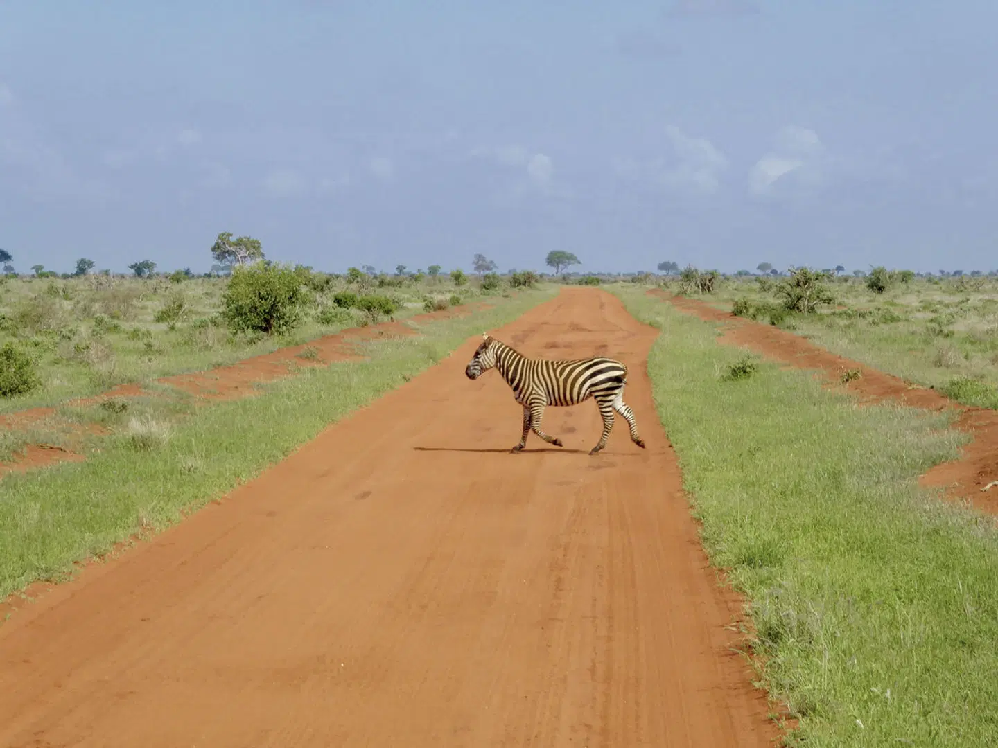 Königreich der Tiere Tiere