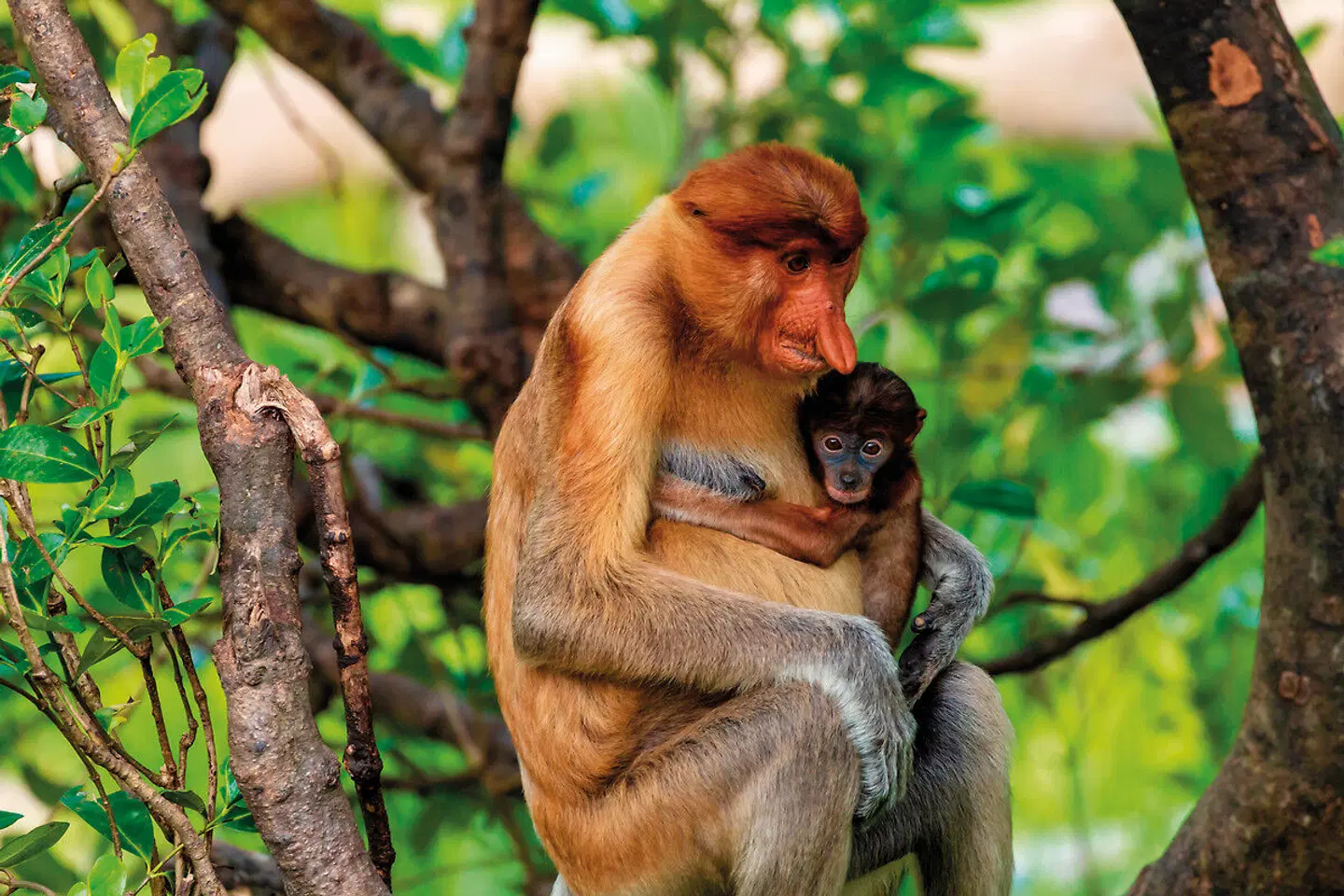 Best of Malaysia (Gruppenreise) Tiere