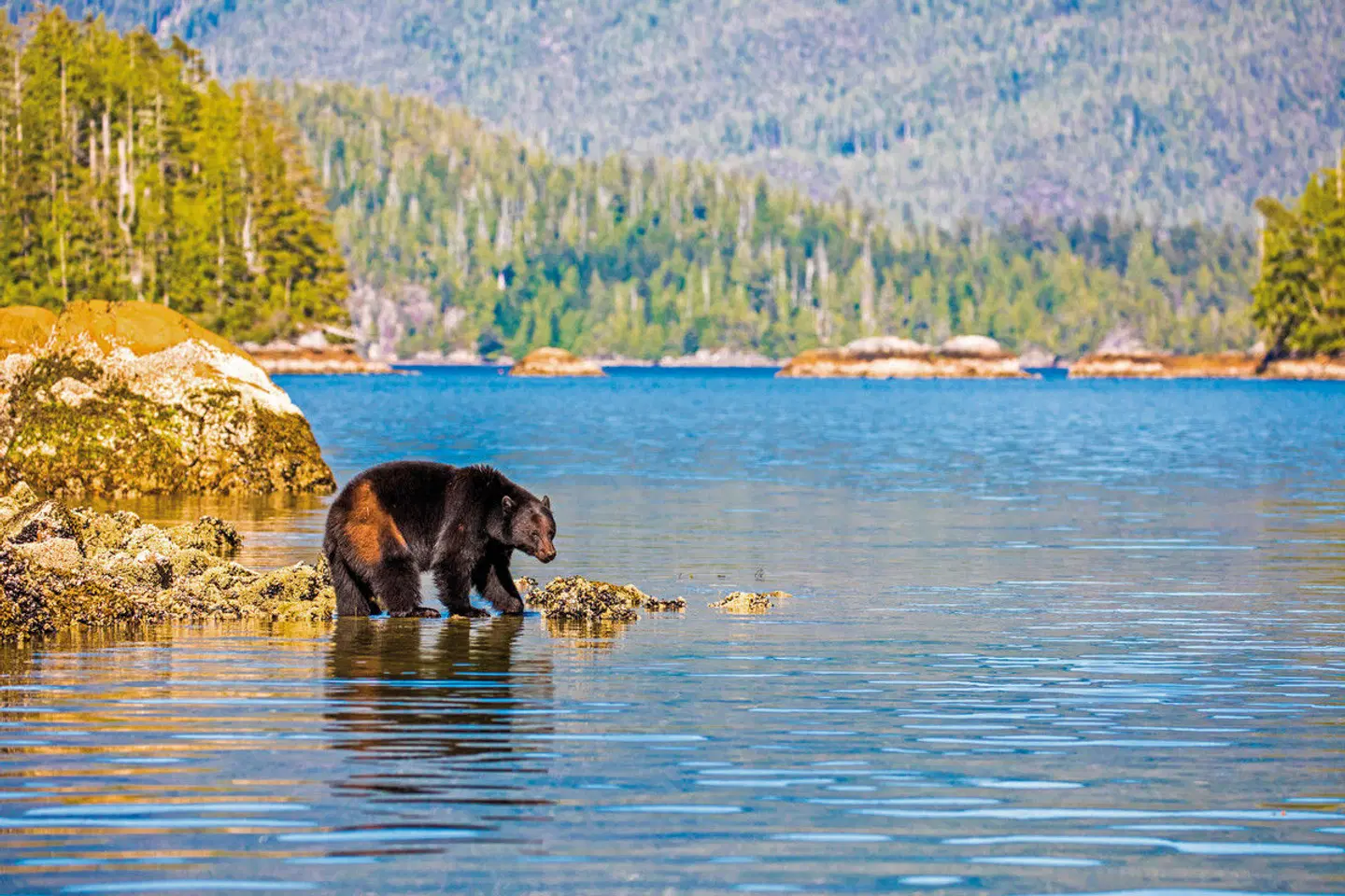 Bären, Wale & Vancouver Island SPORTS_AND_LEISURE