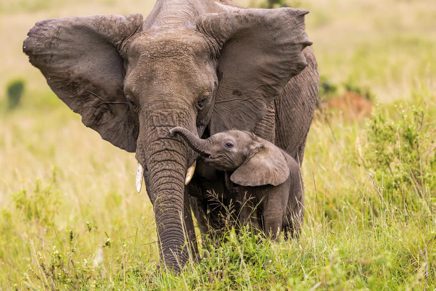 Abenteuer Kenia Tiere