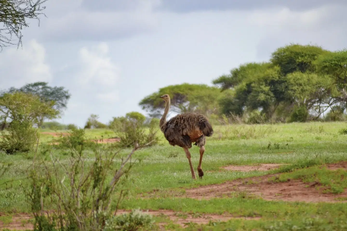 Tsavo Abenteuer Tiere