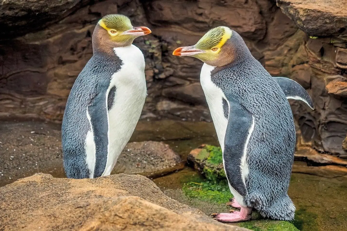Klassische Neuseeland Rundreise Tiere