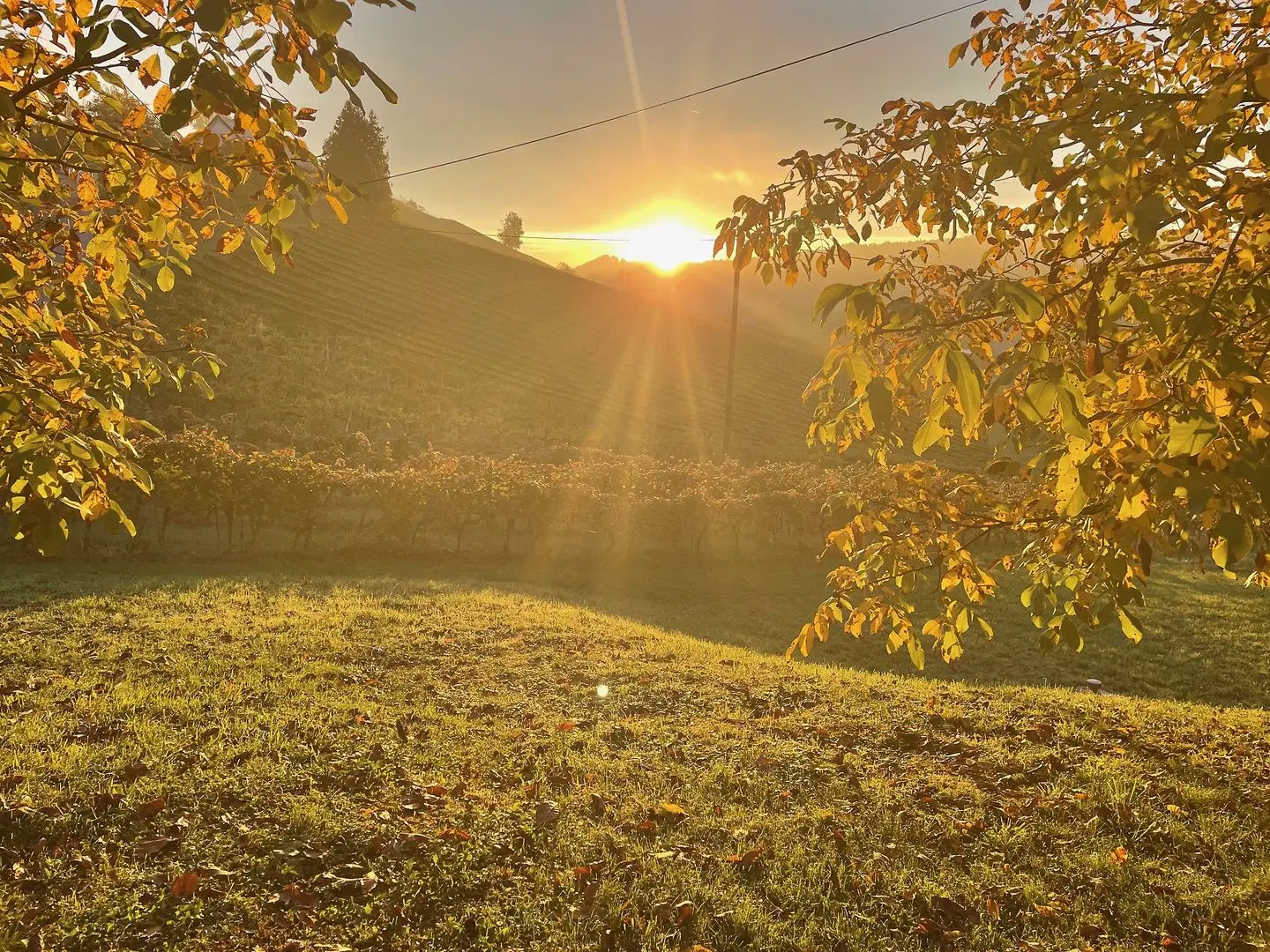 Weingut Rohrbacher LANDSCAPE