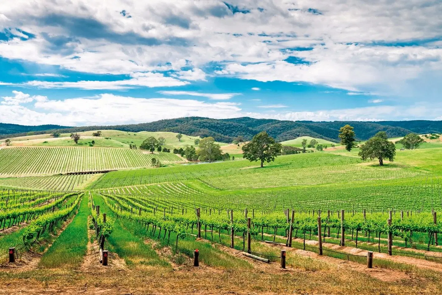 Great Ocean Road & Barossa Valley LANDSCAPE