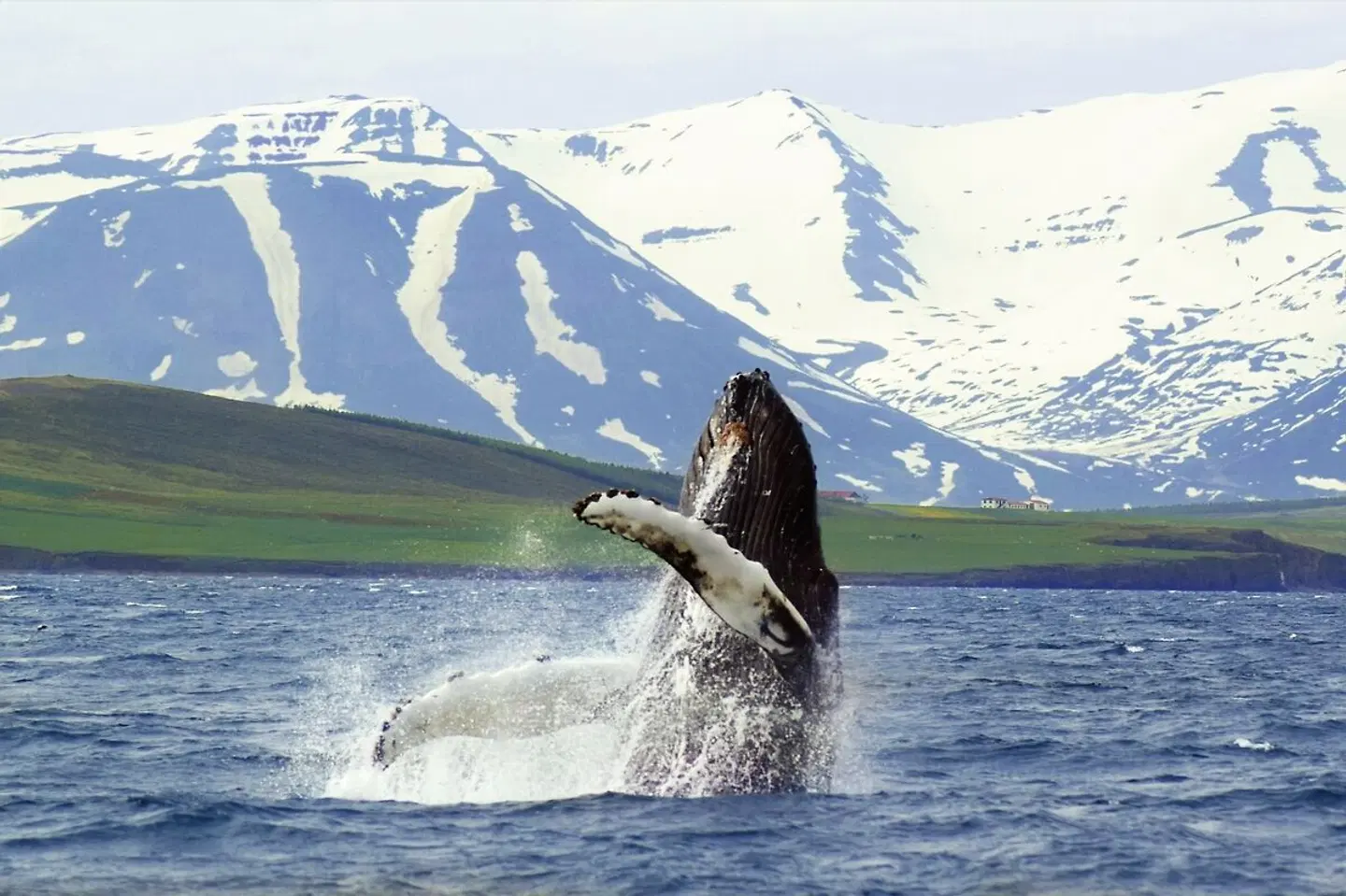 Islands Highlights Tiere