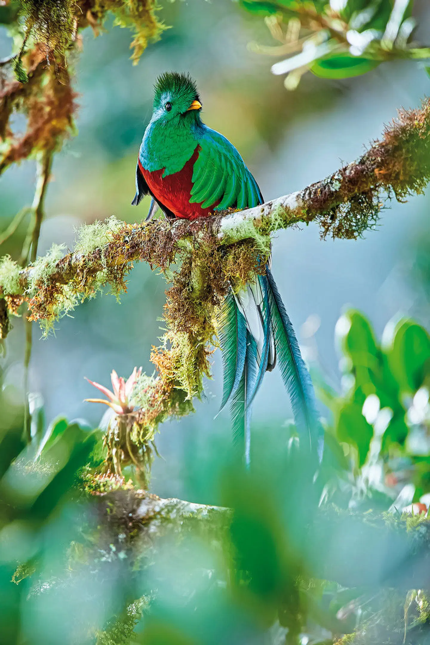 Costa Rica für Singles Tiere