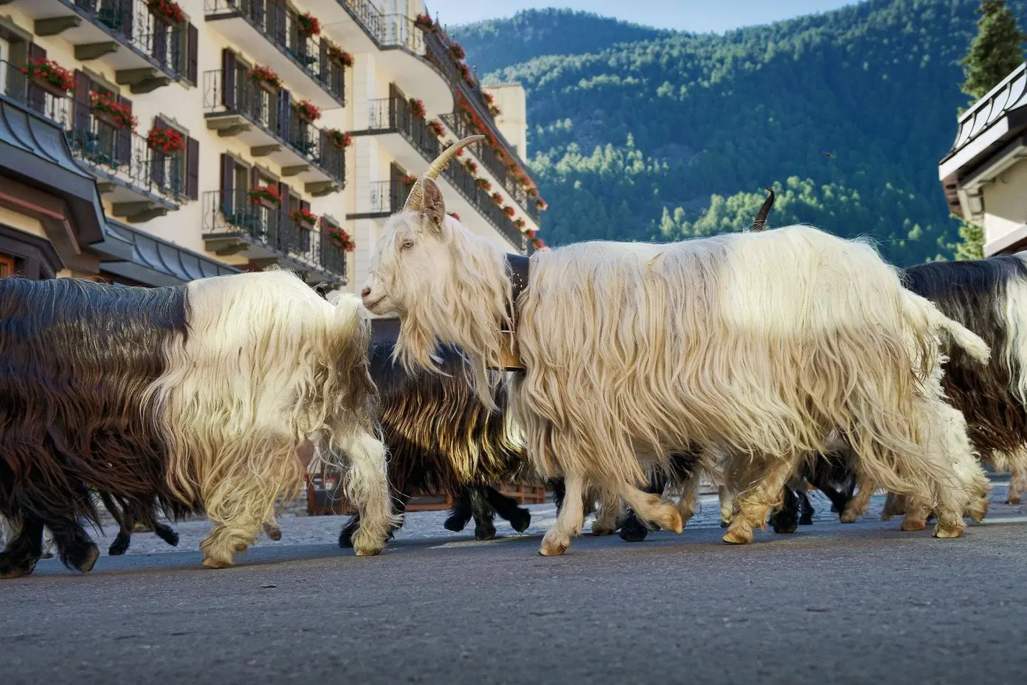 Mont Cervin Palace Tiere