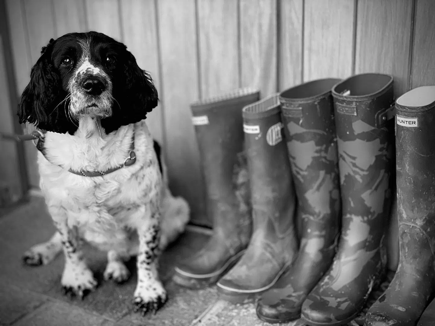 Melbourne Hotel Tiere
