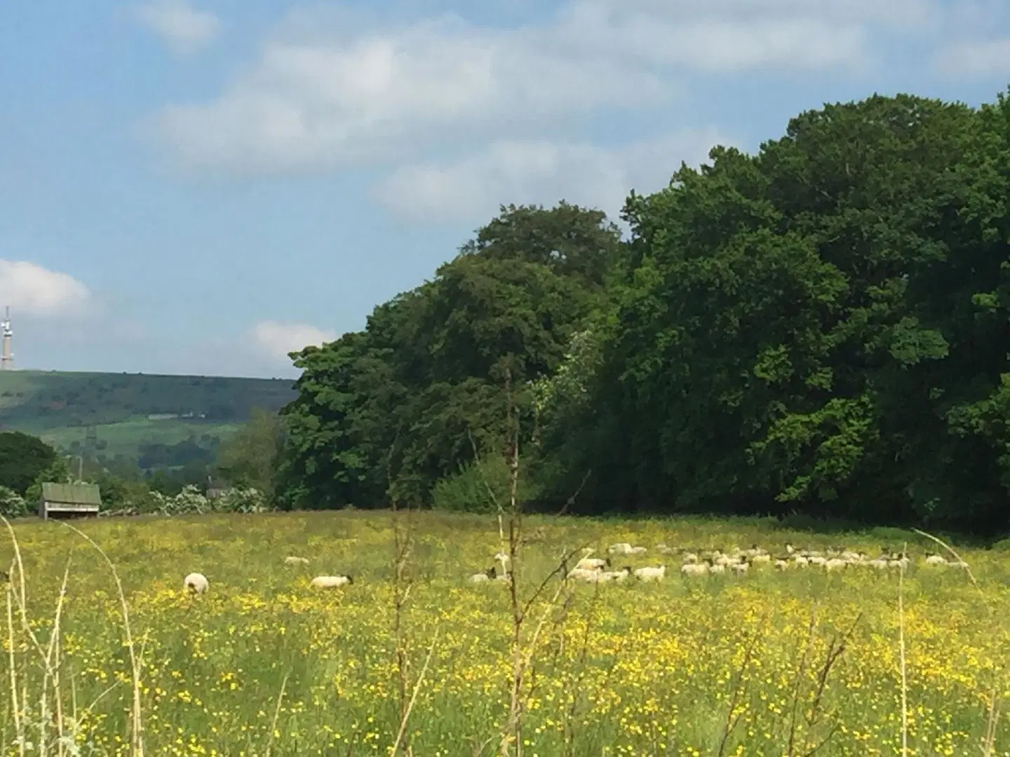 Shellow Lane Lodges LANDSCAPE