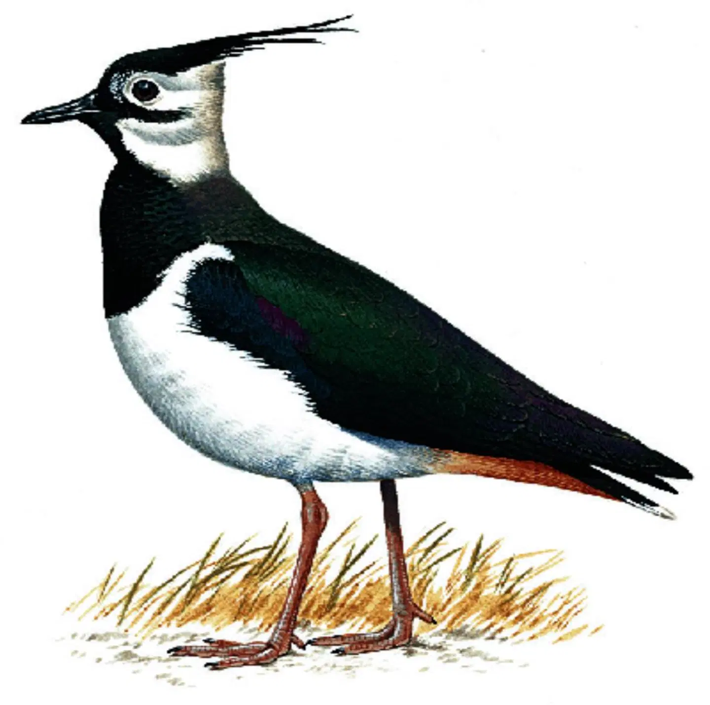 The Pyewipe Tiere
