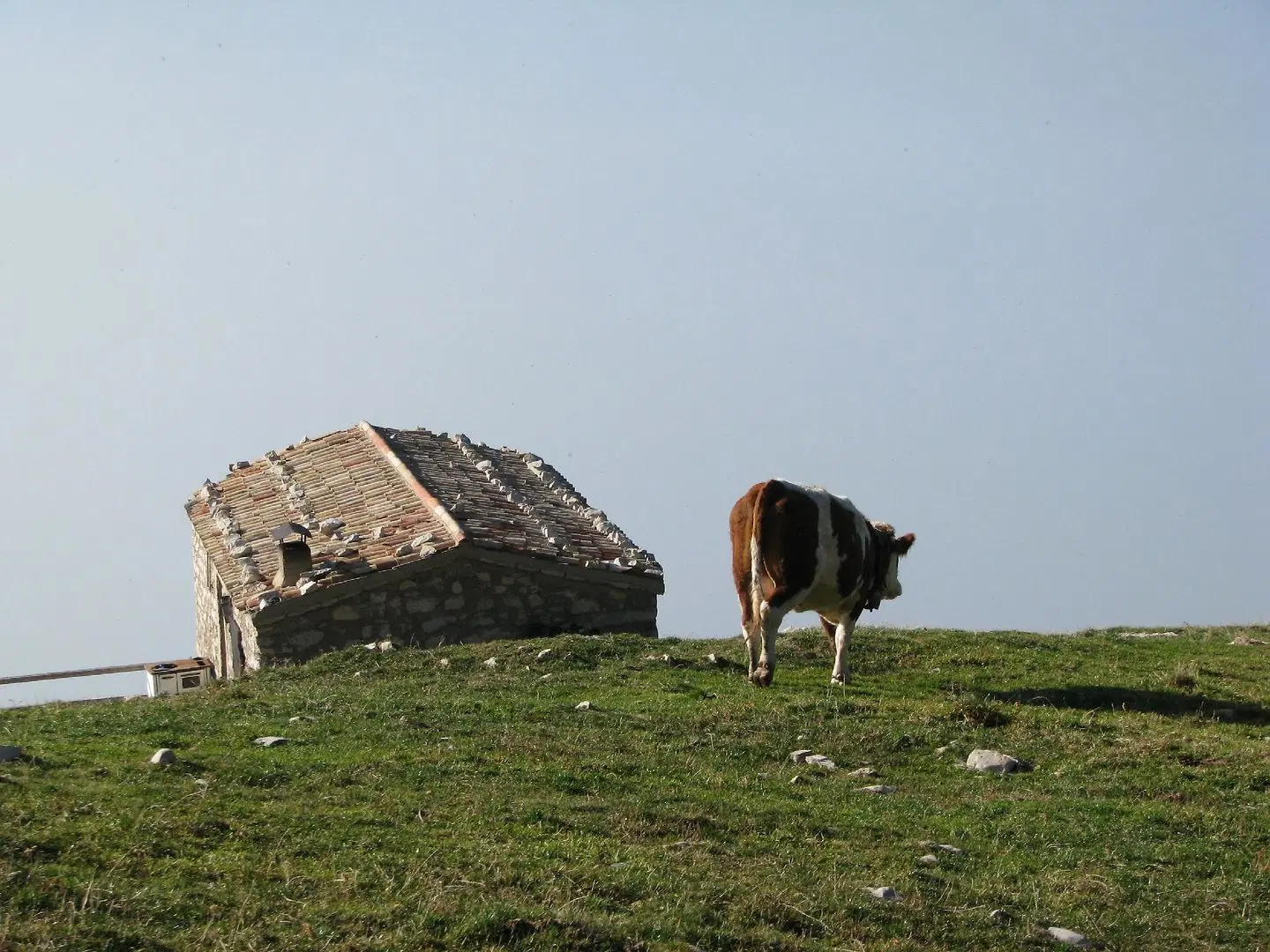 Belvedere Tiere
