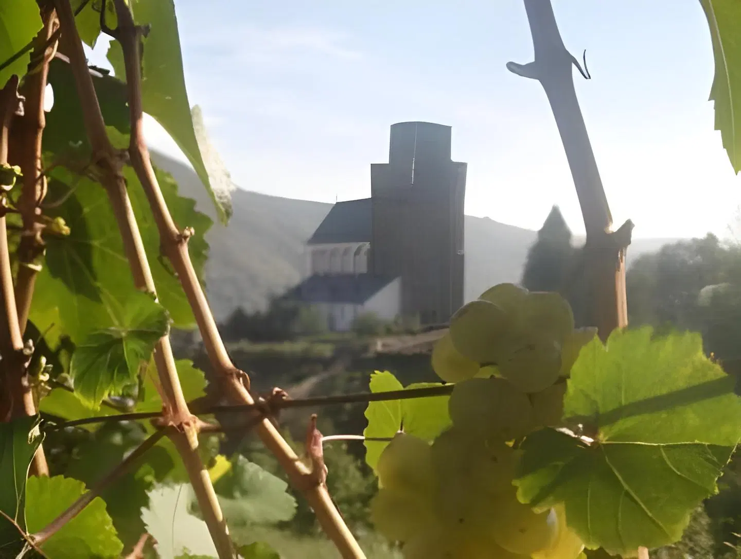 Gasthaus Weingut Stahl LANDSCAPE