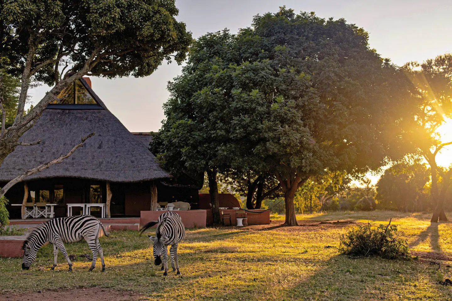 Zebras Crossing Lodge Tiere