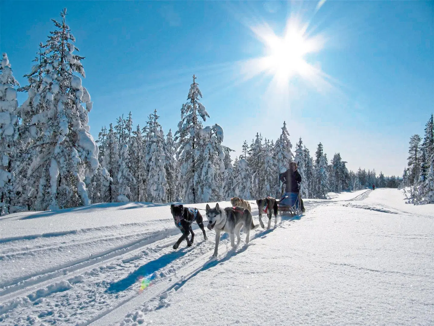 Lappland - Hautnah und Eiskalt SPORTS_AND_LEISURE
