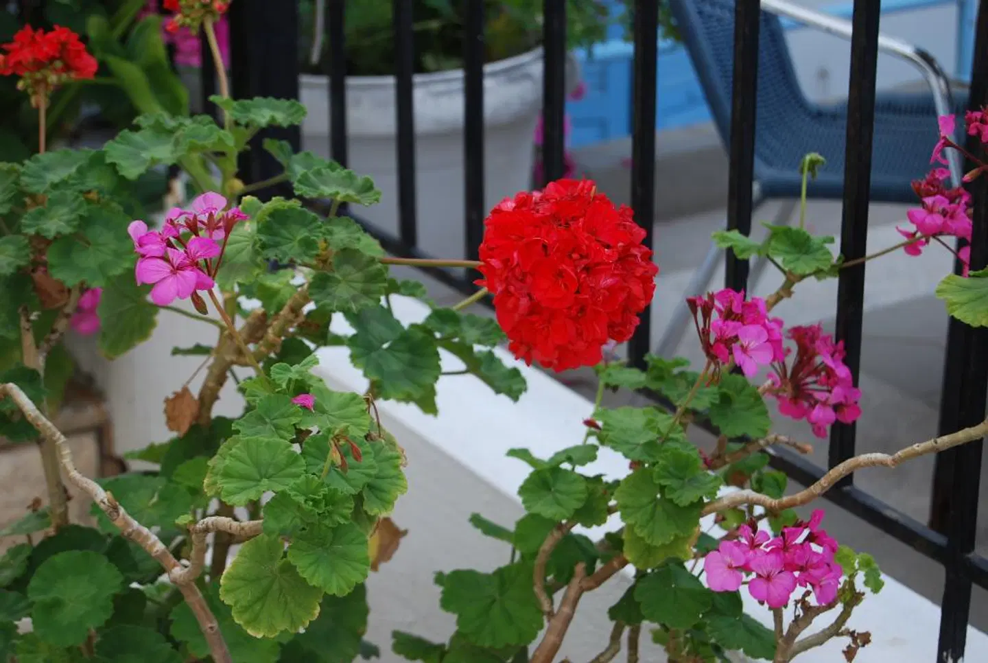 Renia Hotel-Apartments Terrasse