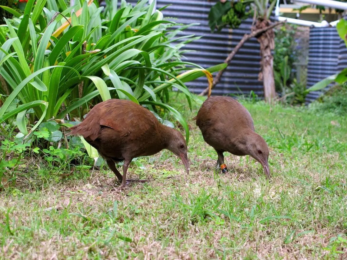 Beachcomber Lodge Tiere