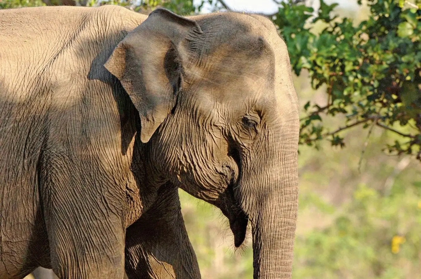 Wildlife Safari Tiere
