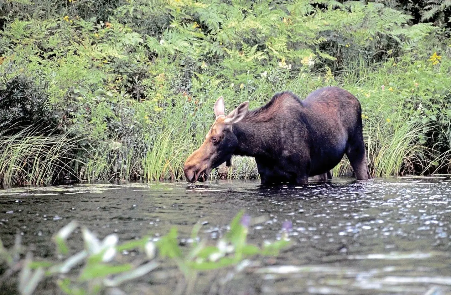 Auf den Spuren der Elche Tiere