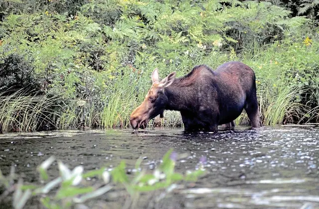 Auf den Spuren der Elche Tiere