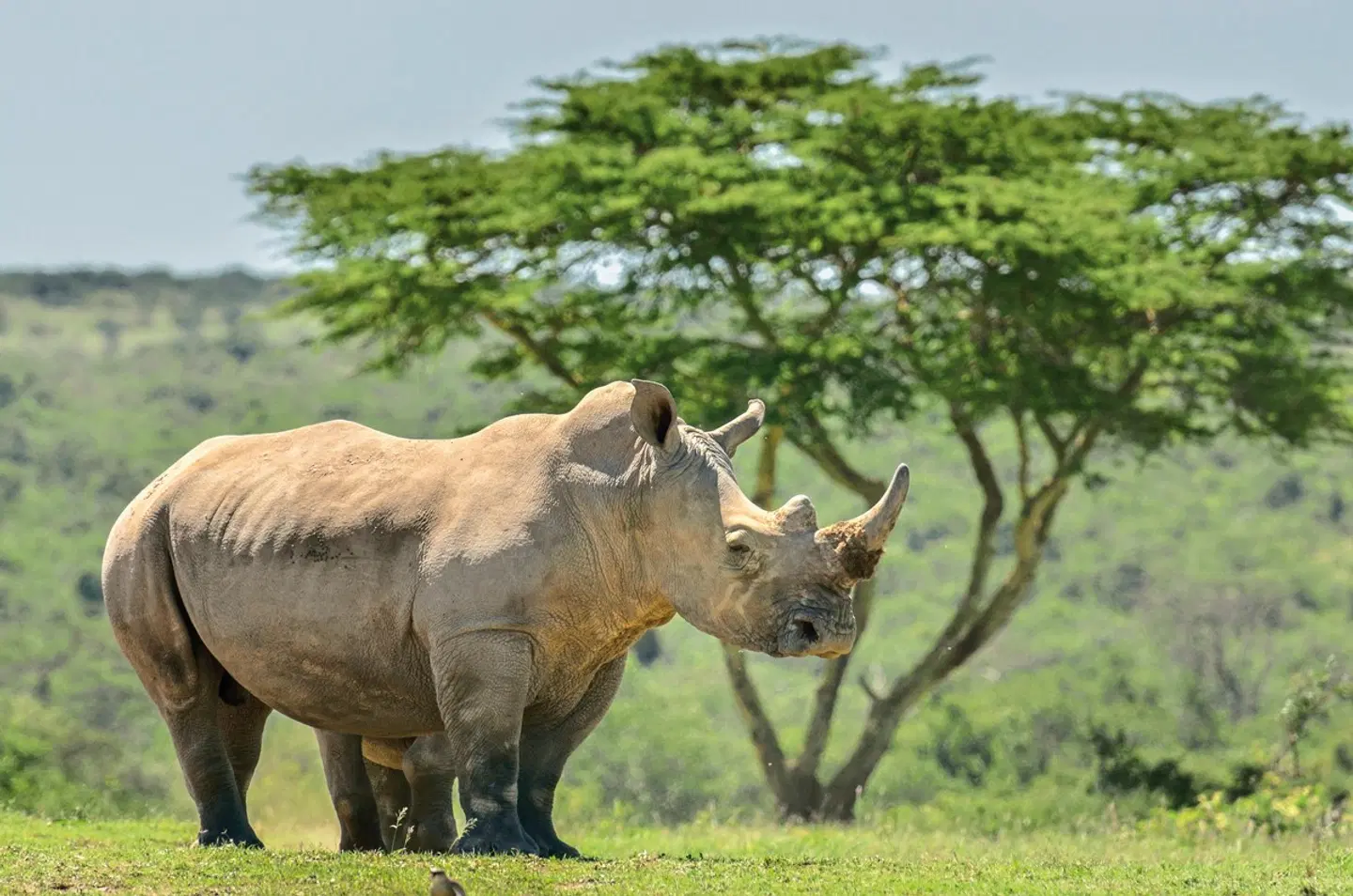 Kenia & Tansania - der Rhythmus der Wildnis Tiere