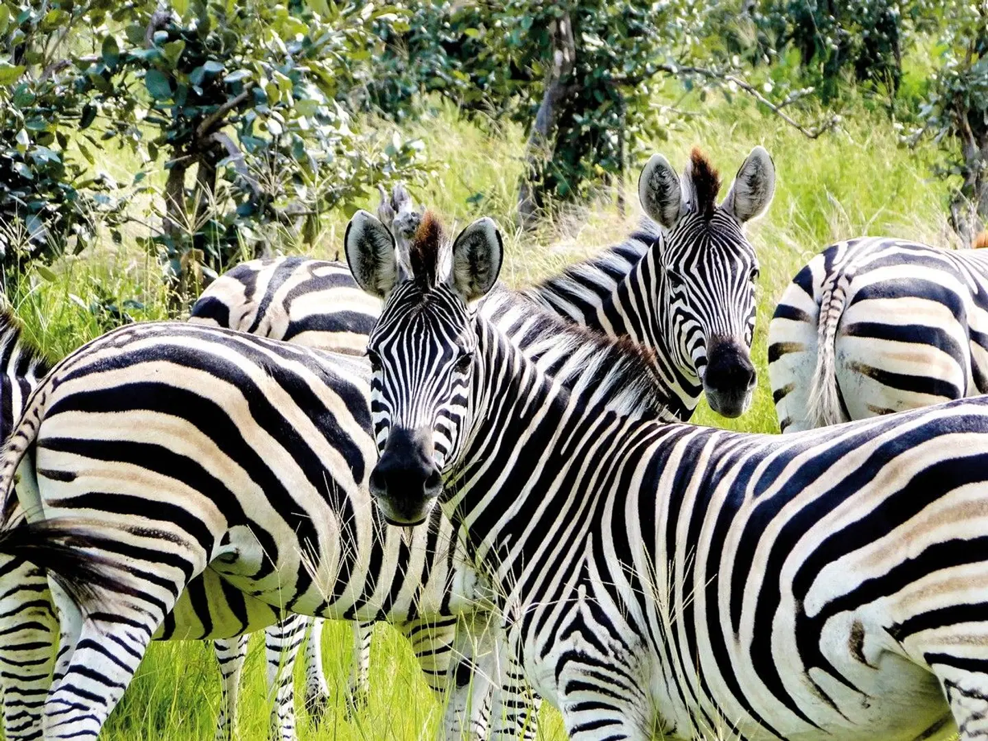 Botswana Pur Tiere