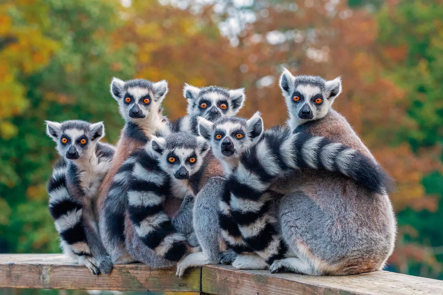 Höhepunkte Madagaskars Tiere
