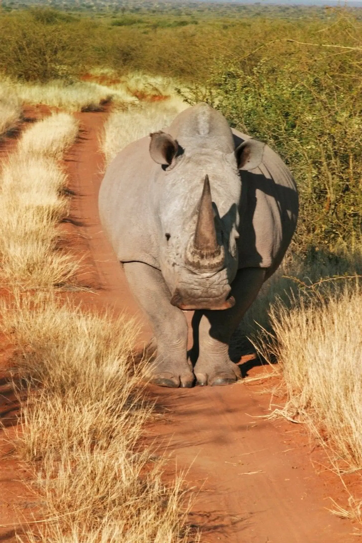 Namibia für Einsteiger Tiere