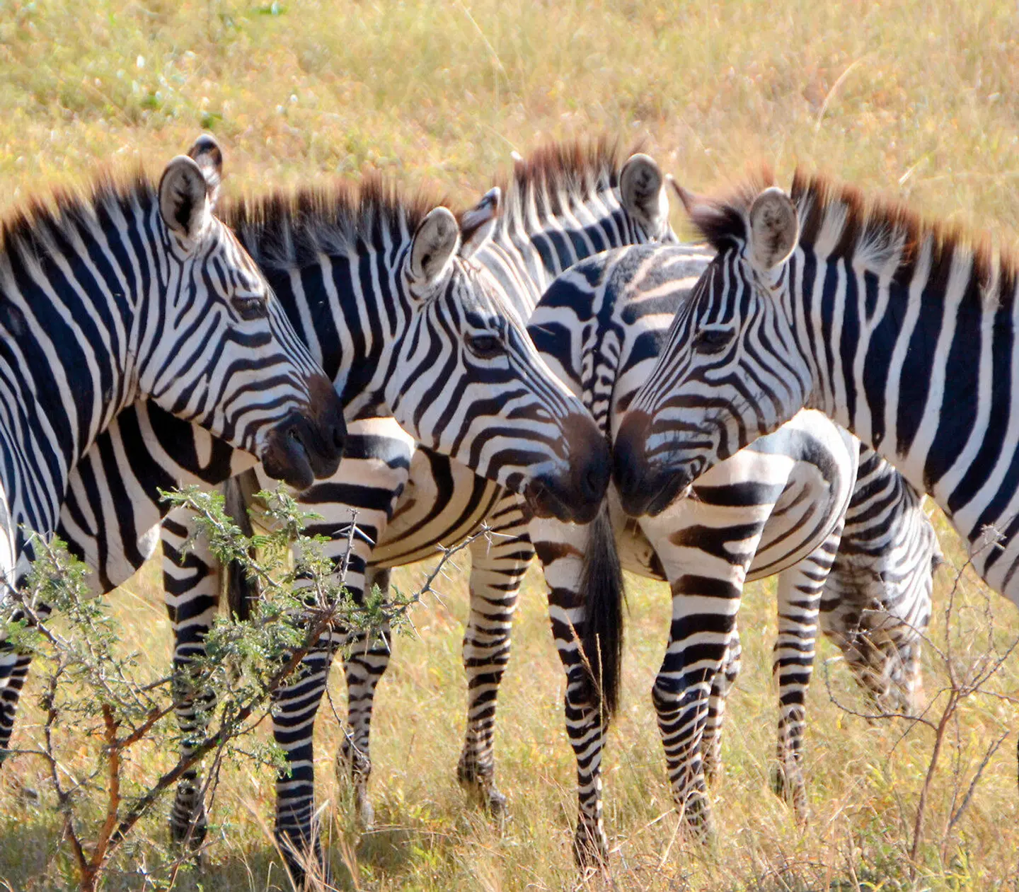 Uganda - Im Land der Berggorillas Tiere