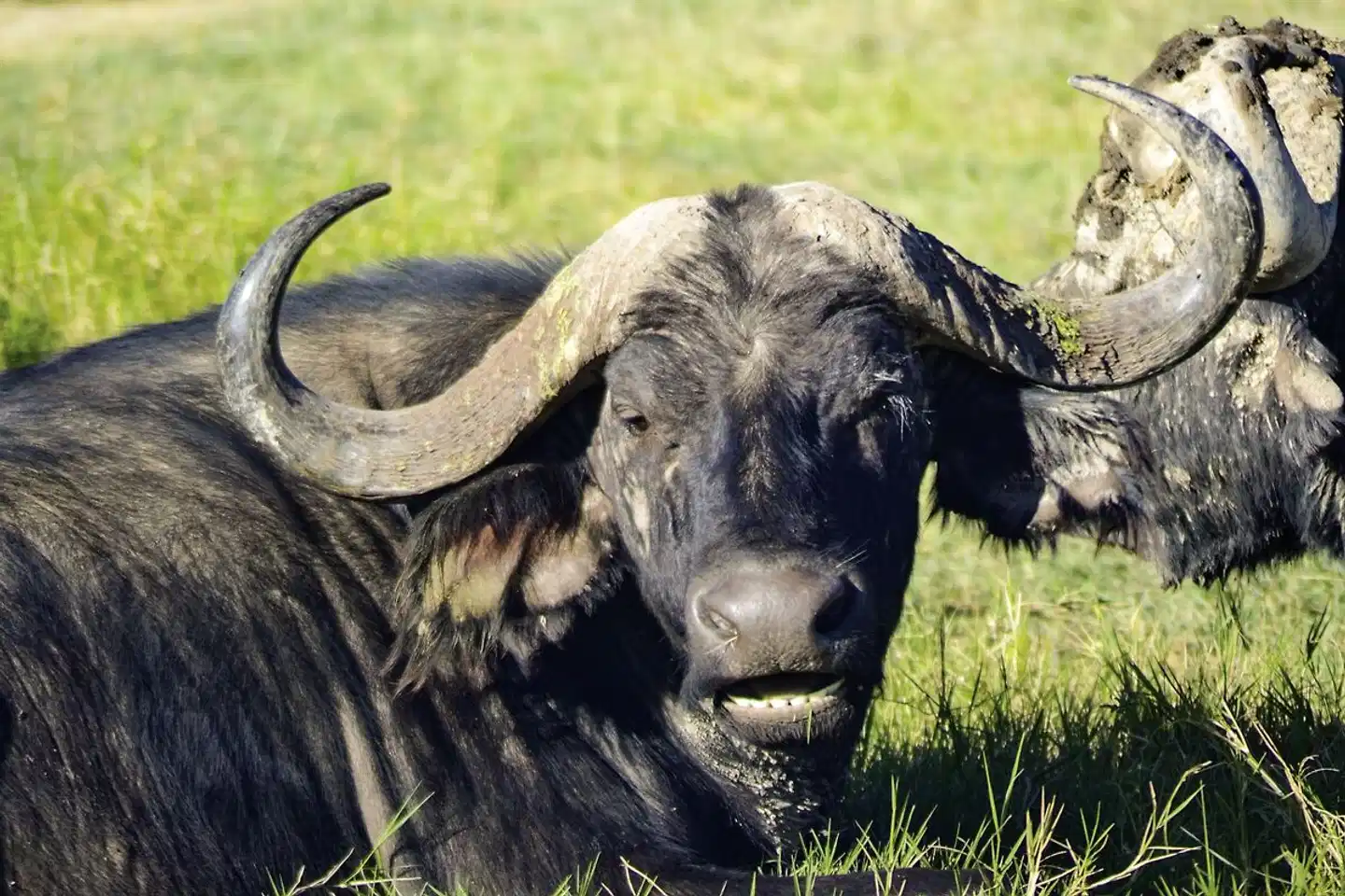 Abenteuer Kenia (Privatreise) Tiere