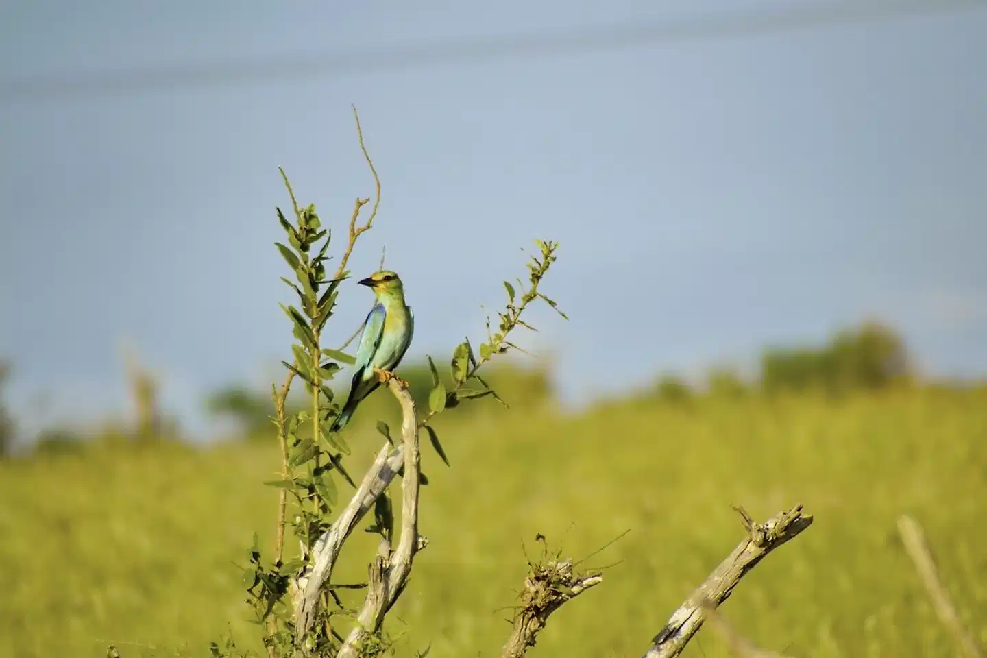 Abenteuer Kenia (Privatreise) Landschaft