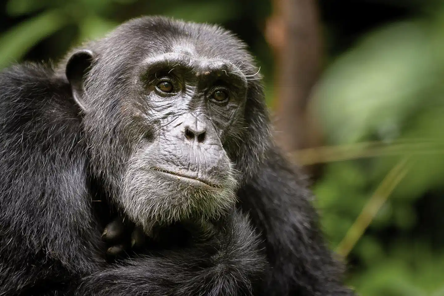 Uganda Entdecken Tiere