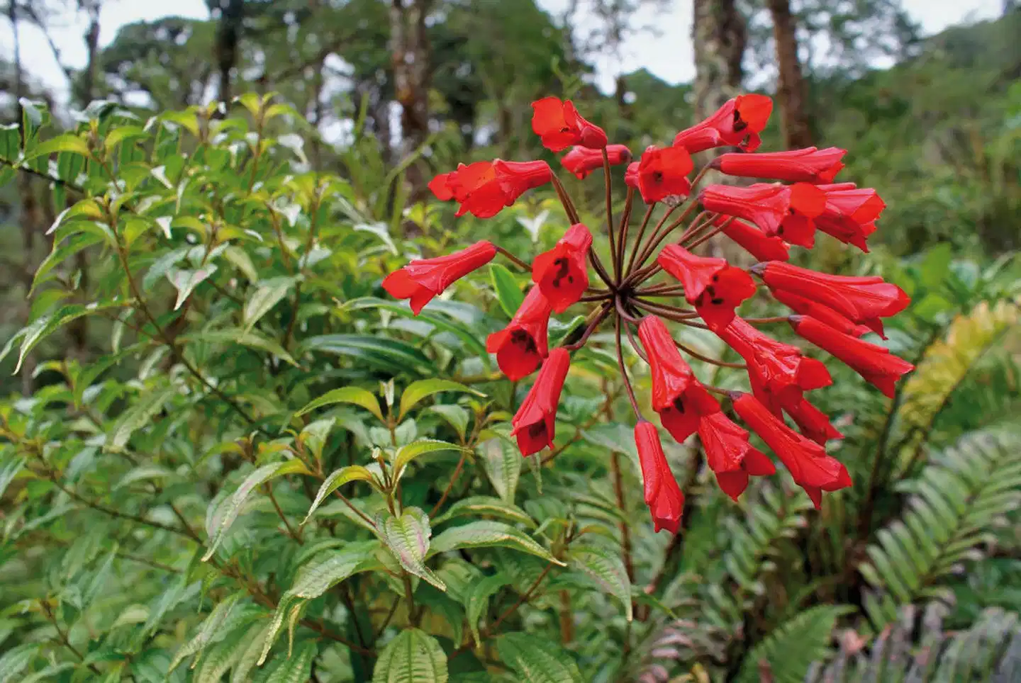 Mount Totumas Cloud Forest Lodge Landschaft