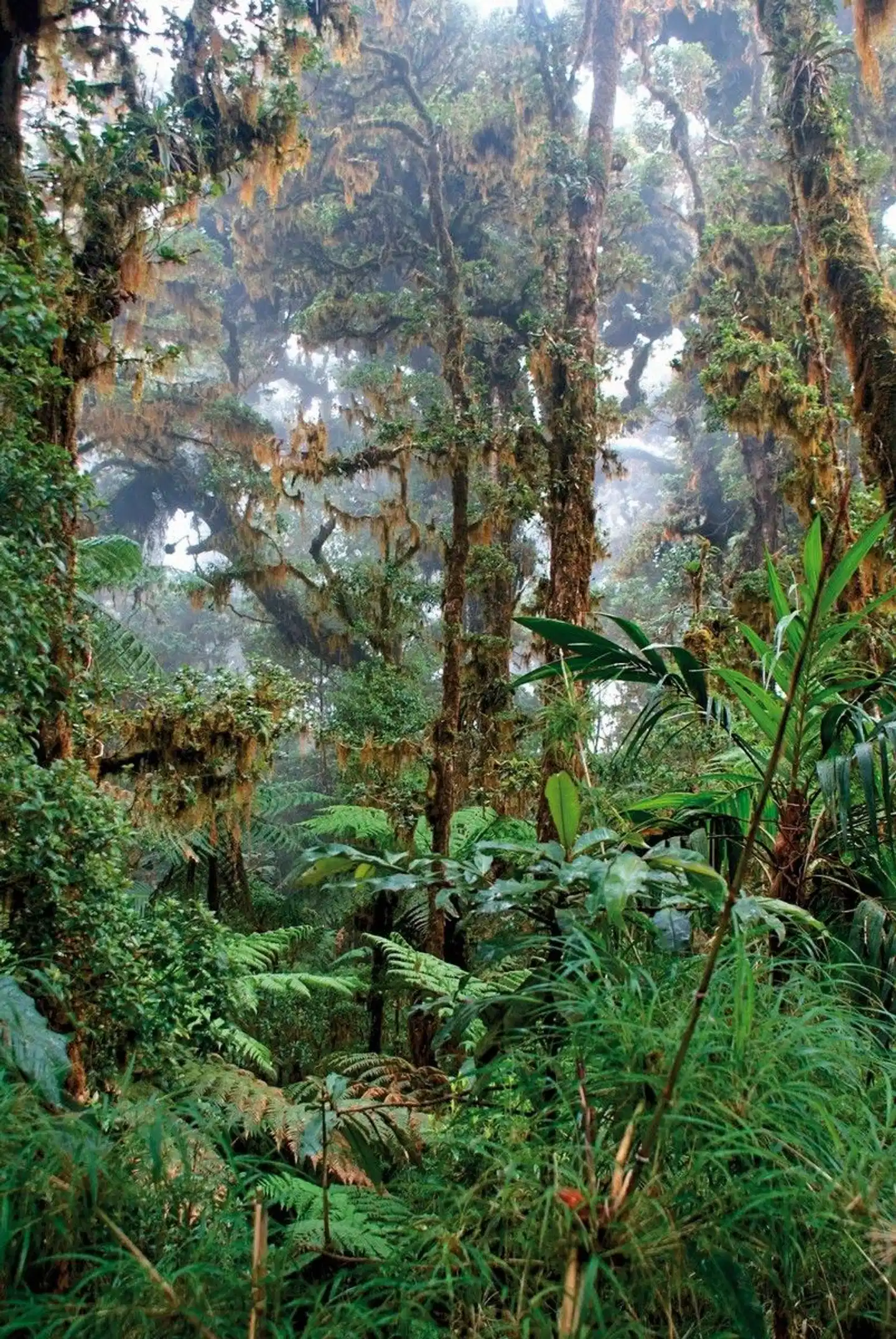 Mount Totumas Cloud Forest Lodge Landschaft