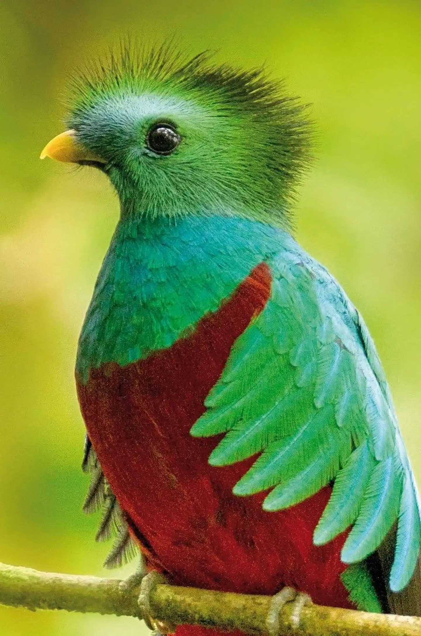 Mount Totumas Cloud Forest Lodge Tiere