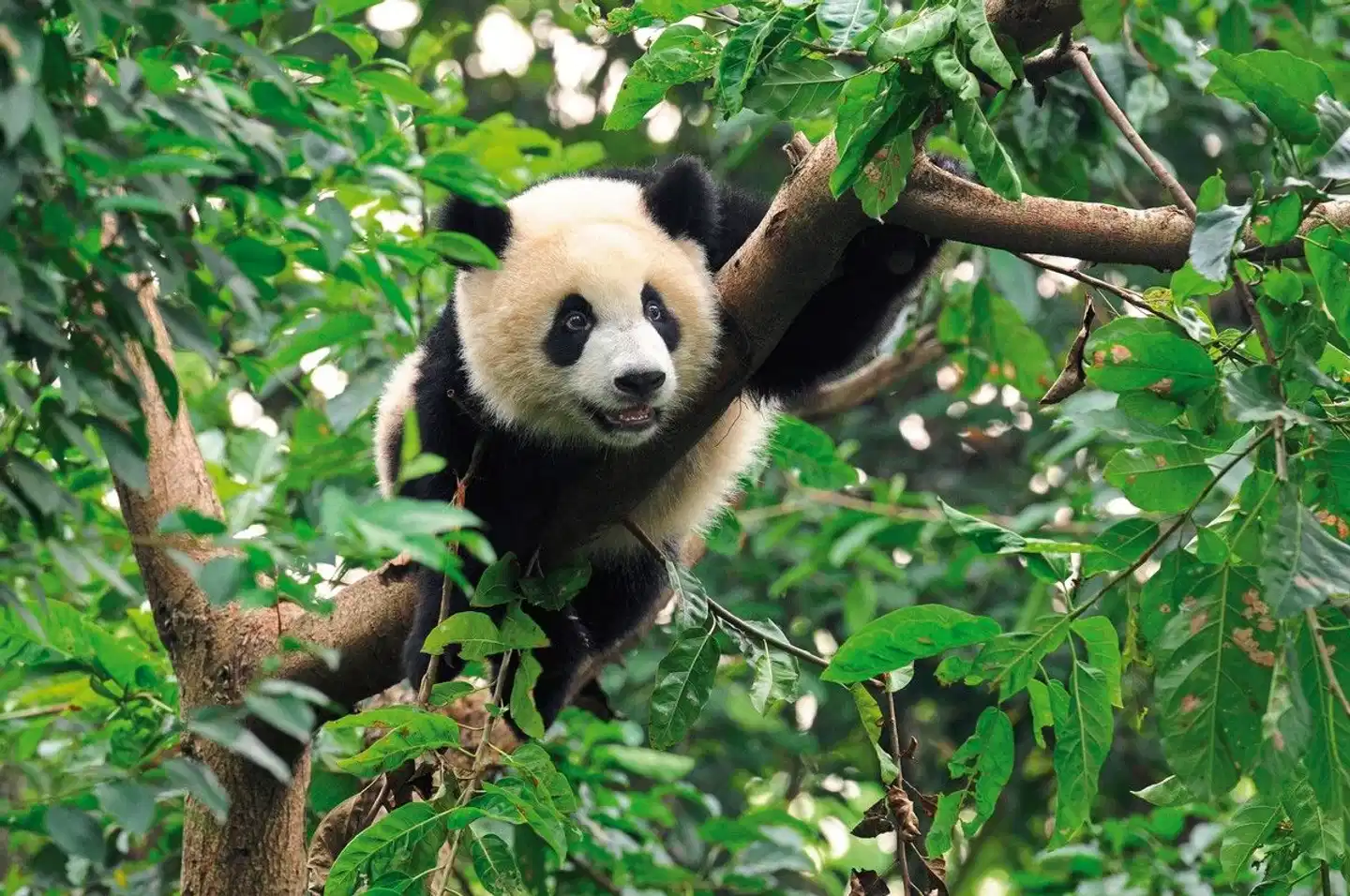 China und Japan - Zwei Welten, ein Zauber (inkl. Flug) Tiere