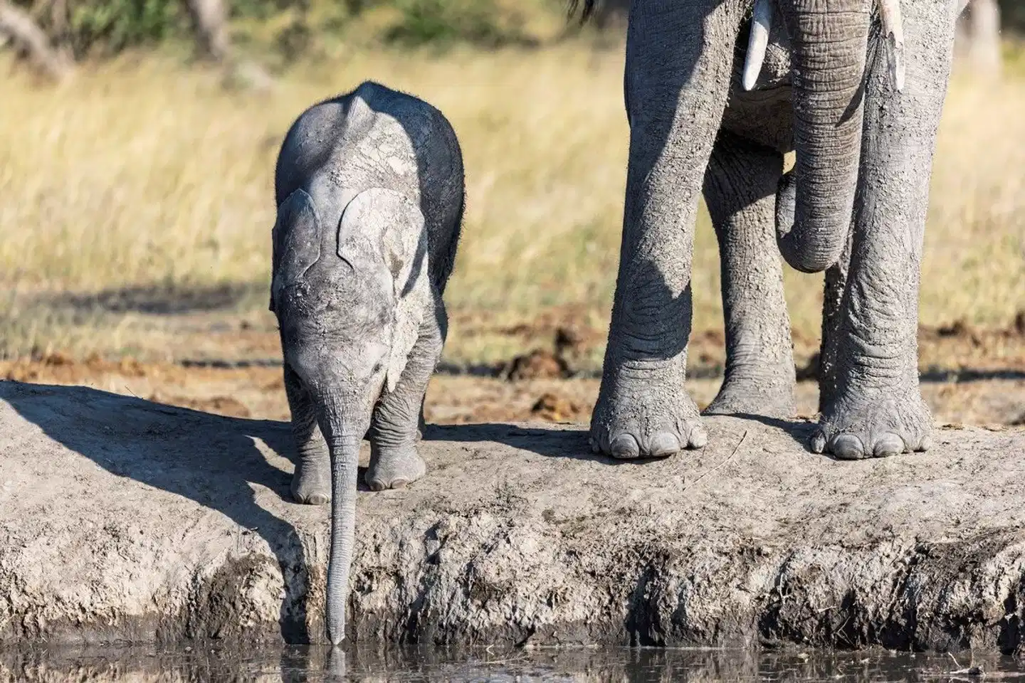 Botswana - Safaritraum mit Natural Selection Tiere