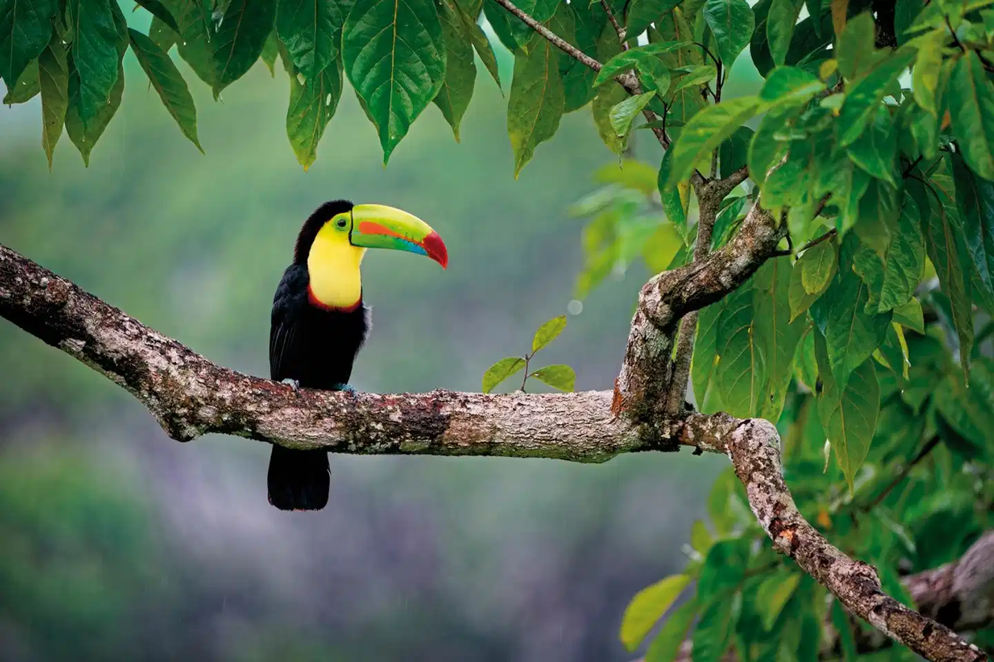 Naturwunder Costa Rica Mietwagenrundreise Tiere