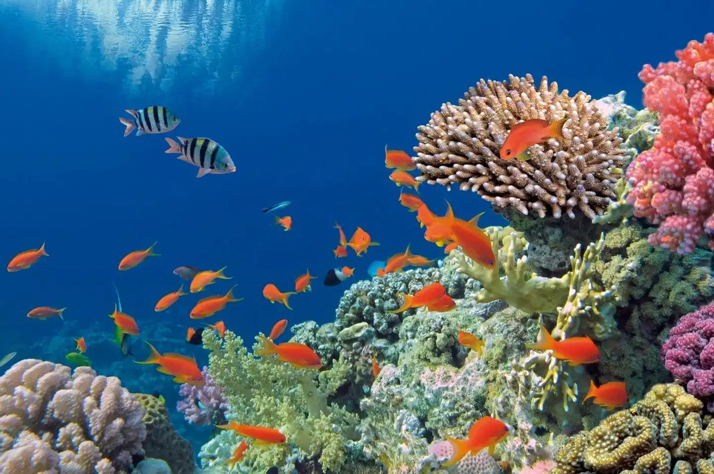 Sydney, Rock, Reef & Rail Tiere
