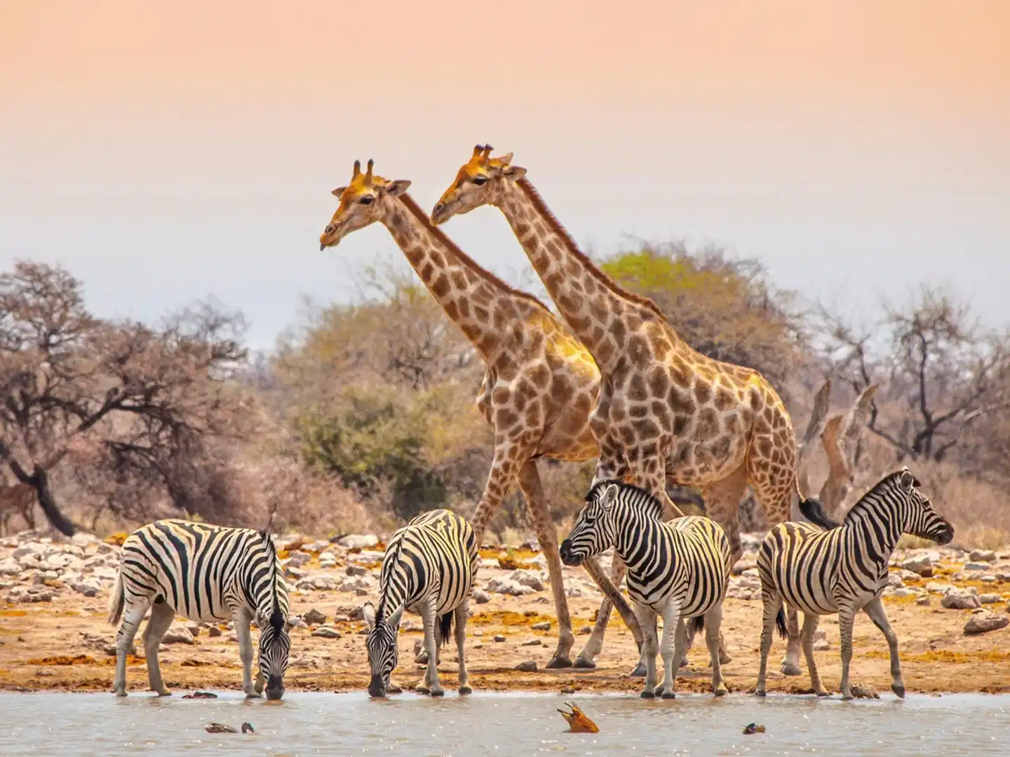 Forfait excursion au parc national d'Etosha supérieur Tiere