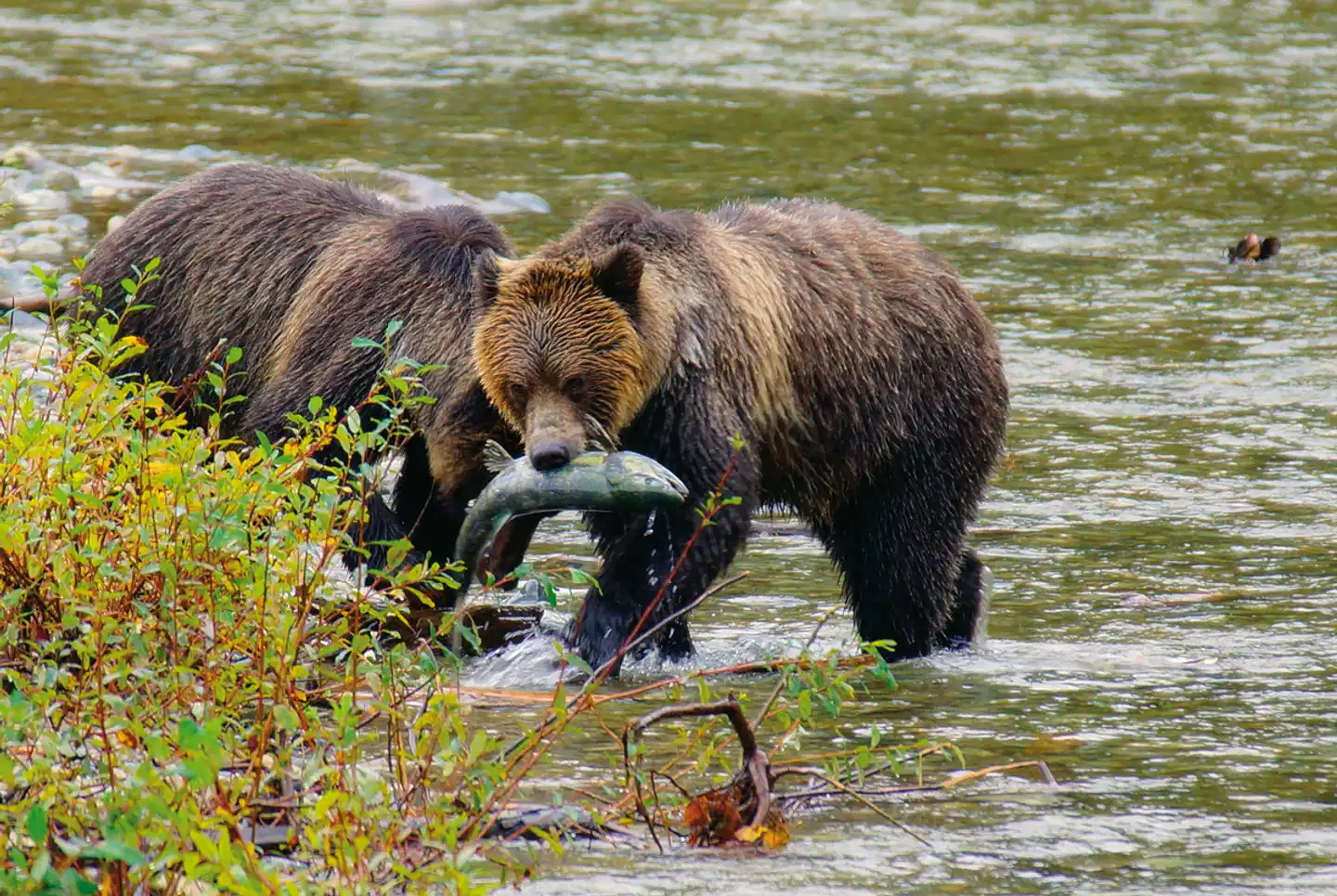 Bären, Wale & Vancouver Island Tiere