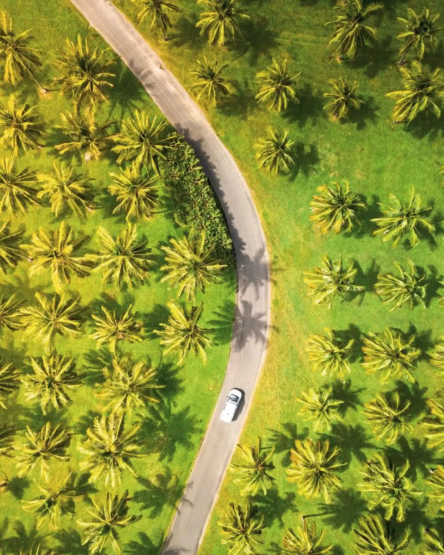 Reef & Rainforest Landschaft