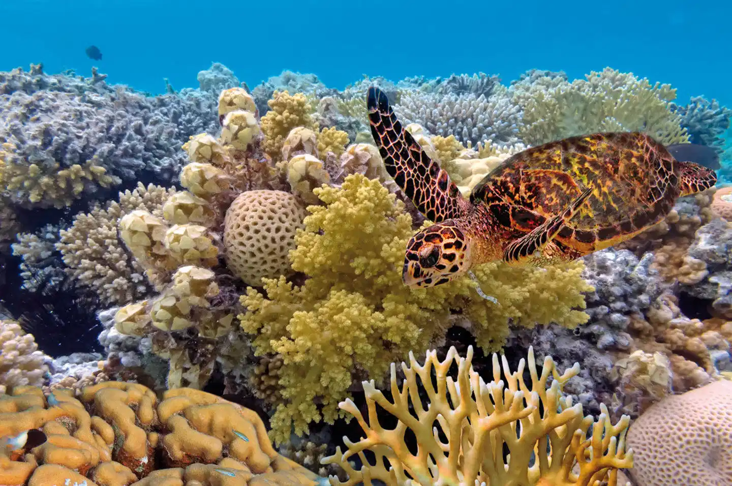 Auf den Spuren der Regenbogenschlange Tiere