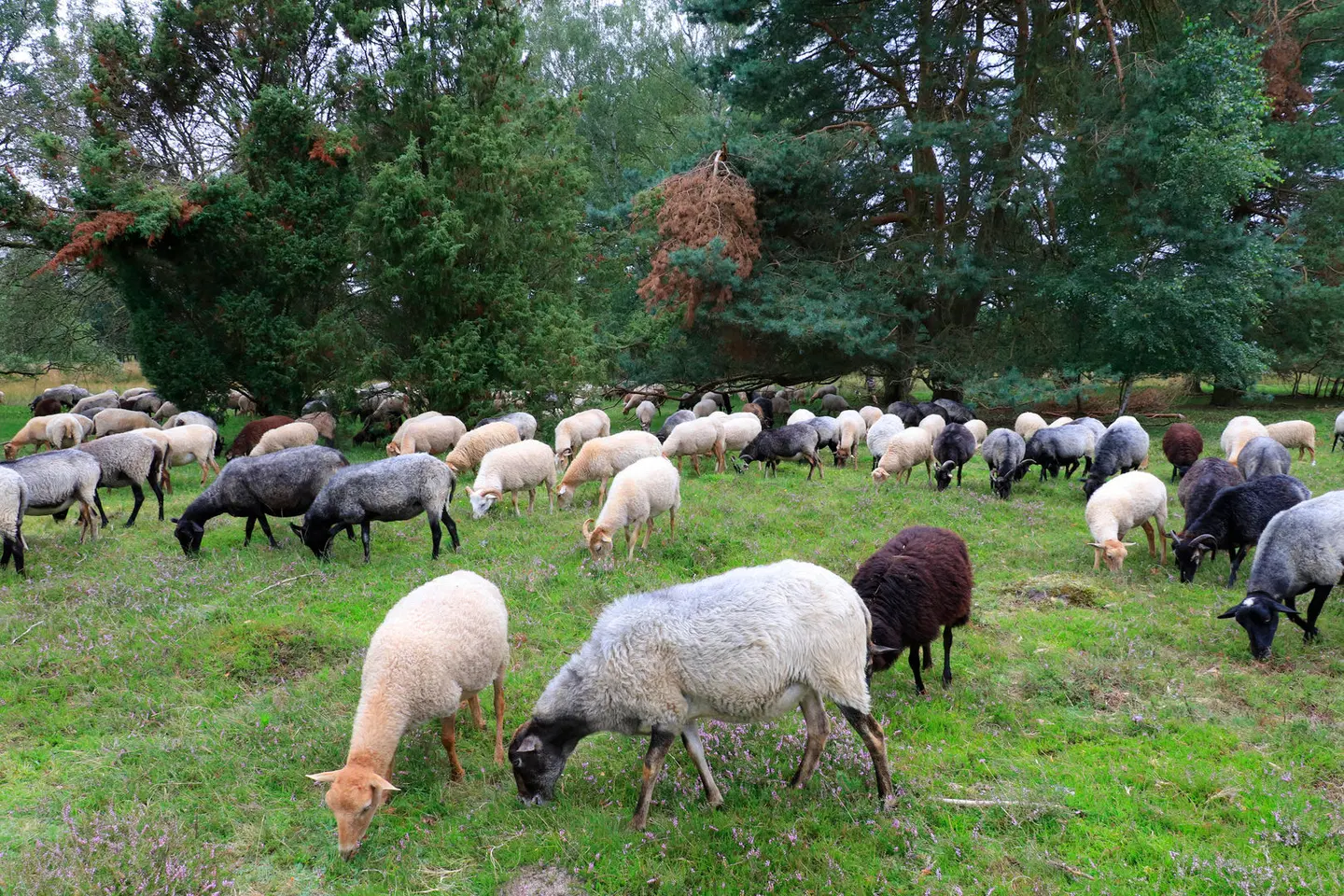 Best Western Heidehof Tiere