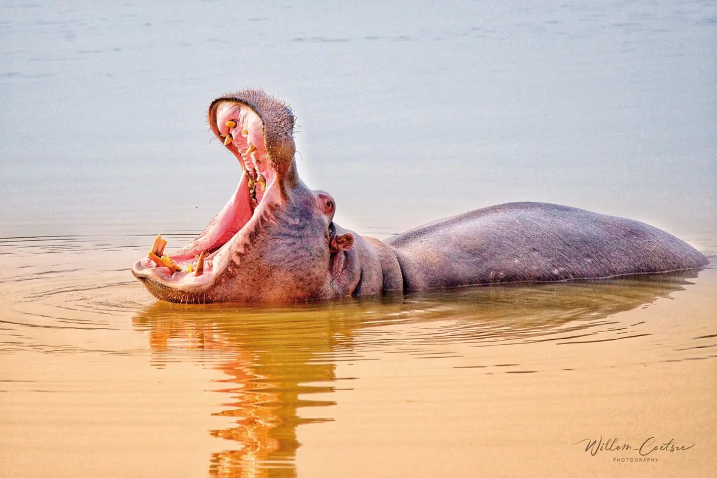 Buffelsdrift Game Lodge Tiere