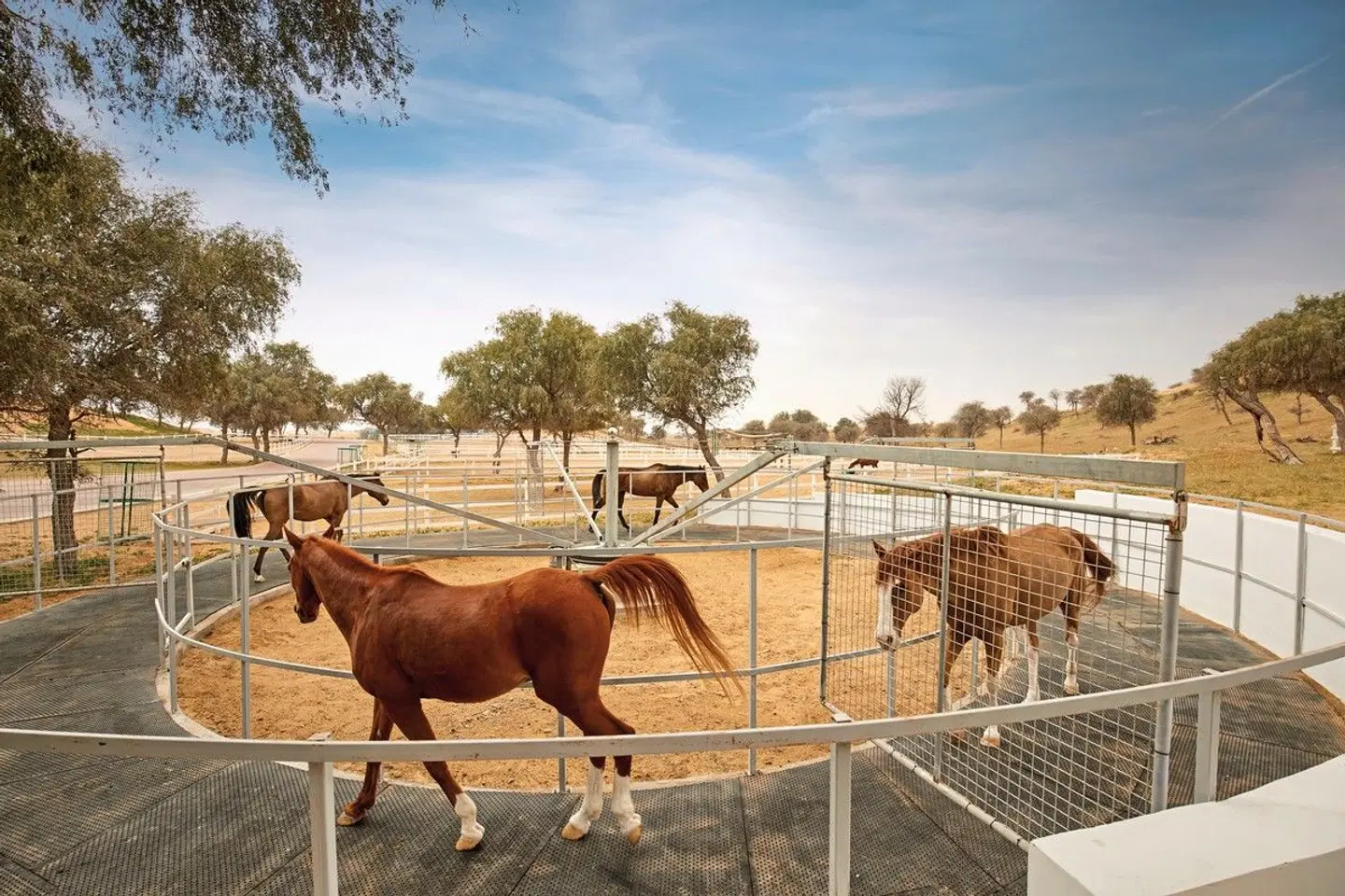 The Ritz-Carlton, Ras Al Khaimah, Al Wadi Desert Tiere