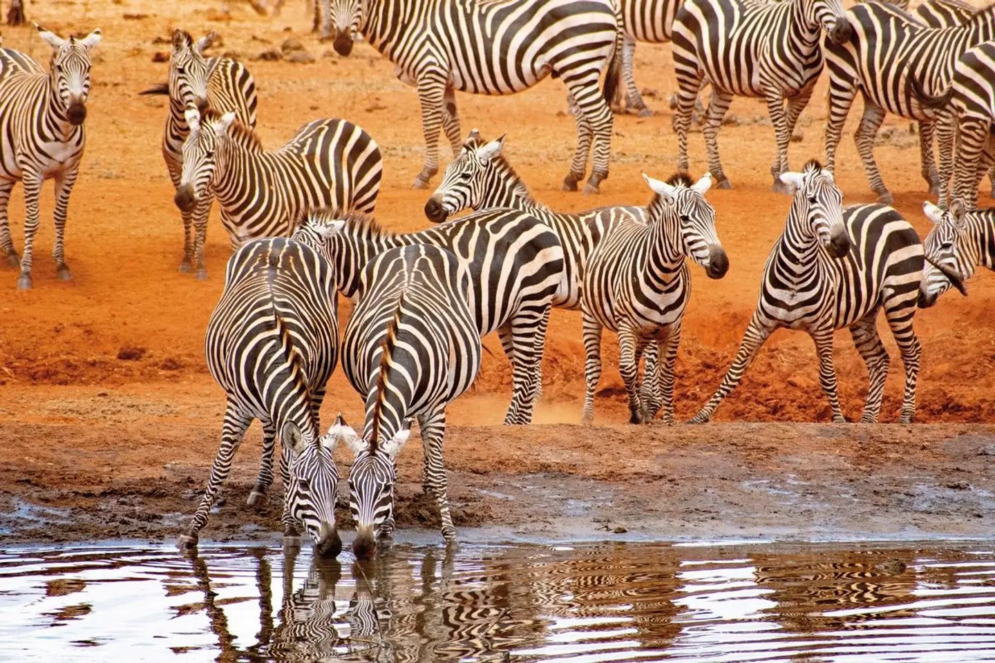 Papillon Lagoon Reef Tiere