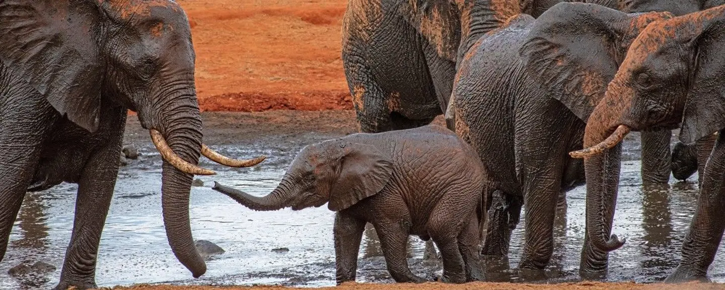 Papillon Lagoon Reef Tiere